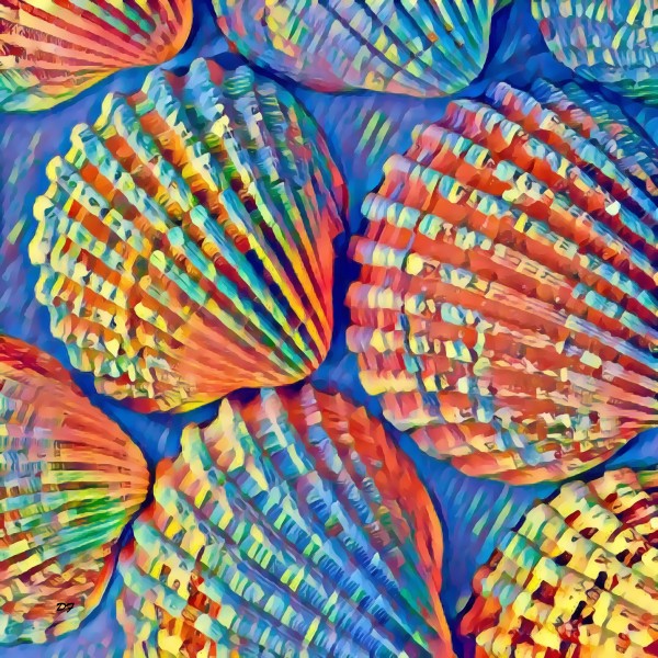 Shells_IMG 2876 Print