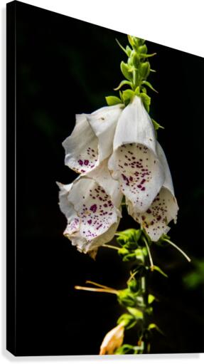 Foxgloves Flowers Canvas Print