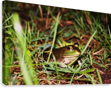 Frog Canvas Print