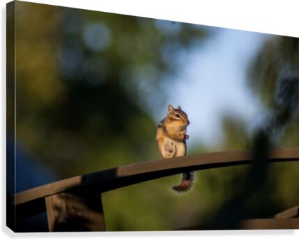 Squirrel Canvas Print