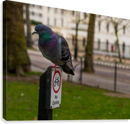 Pigeon Security Canvas Print