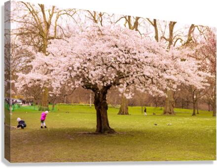 Blossom Tree Canvas Print