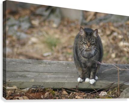 Serious Cat Canvas Print