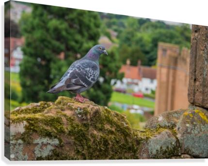 Pigeon Canvas Print