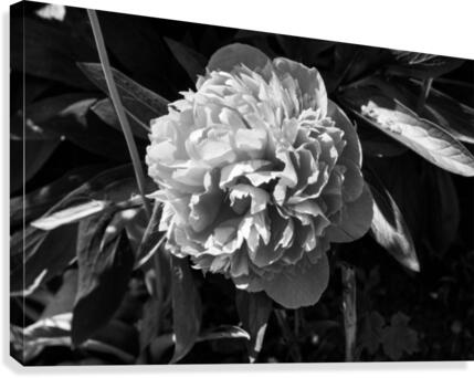 BW Flower Canvas Print