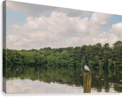 Observant Bird Canvas Print