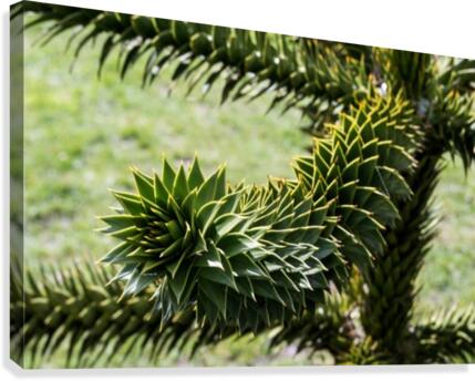 Plant Image Canvas Print
