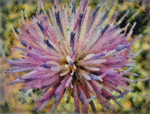 sun flower