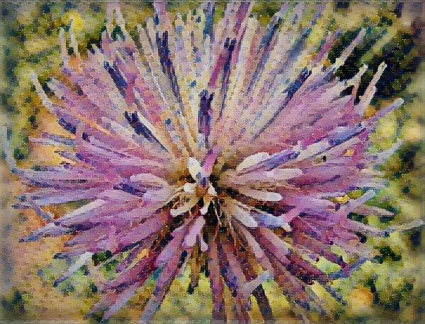 sun flower Print