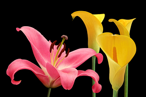 Pink Lily with Yellow Calla Lilies On Black