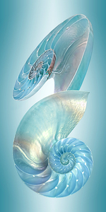 Nautilus Jewel Of The Sea Vertical