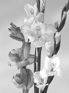 Gladioli in Black And White