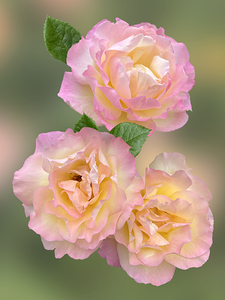 Showy Pink Roses Vertical