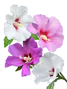 Pink And Purple Hibiscus Vertical On White