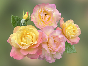 Showy Pink And Yellow Roses