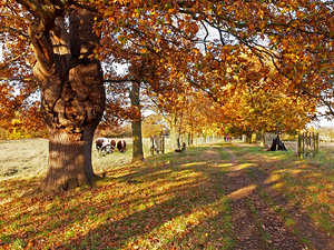 A Walk In The Park - Pishiobury