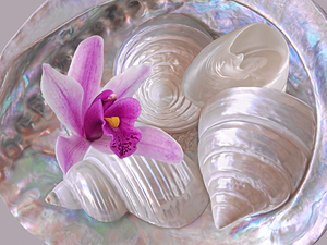 Abalone With Pearl Shells and Purple Orchid