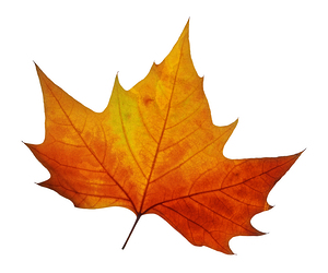 Autumn Leaf 1