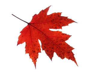 Autumn Leaf 2