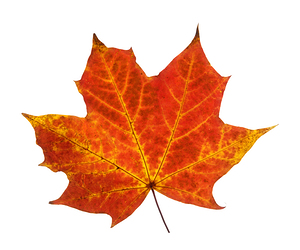 Autumn Leaf 3