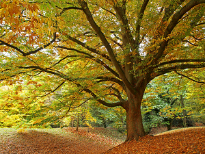 Autumns Majesty