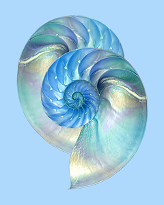 Blue Nautilus Pair