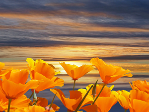 California Dreaming 12x9 P3078221