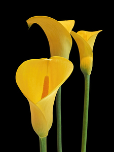 Calla Lilies - Yellow on Black
