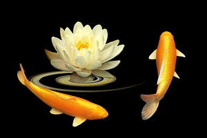 Circle of Life - Koi Carp with Water Lily
