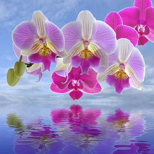 Colorful Purple Pink Orchid Spa