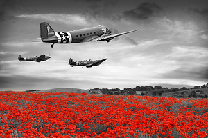 Dakota and Spitfires in BW Over Poppy Field