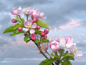 Dawn of Spring - Apple Blossom 