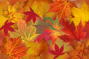 Dazzling Autumn Leaves