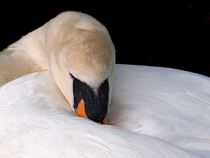 Do Not DIsturb - Swan On Nest