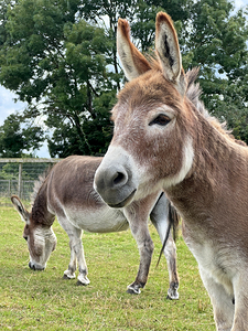 Donkey Heaven