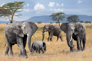 Elephant Family Wild and Free