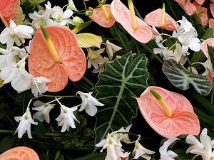 Flamingo Flowers and Orchids