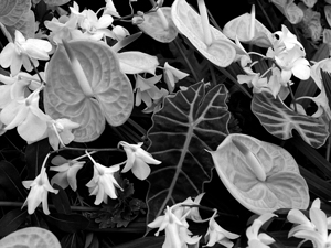 Flamingo Flowers and Orchids Black and White