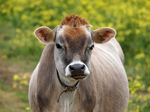 Funny Jersey Cow