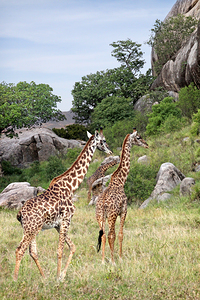 Giraffe Family in Africa