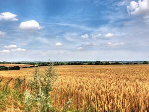 Golden Wheat Fields