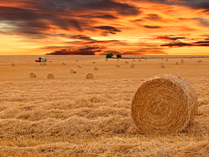 Harvesting Hay Bales At Sunset