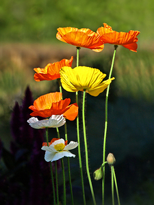 Iceland Poppies in the Sun