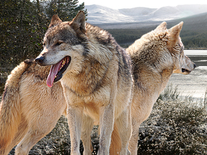Keeping Watch   Pair of Wolves