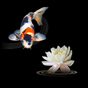 Koi Carp Abstract With Water Lily Square