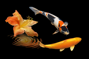 Koi With Azelea Ripples