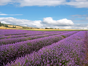 Lavender Field With Blue Sky