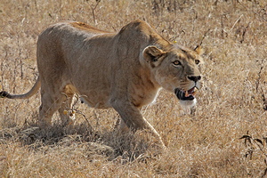 Lioness Stalking