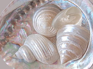 Lustrous Shells