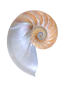 Natural Nautilus on White Vertical